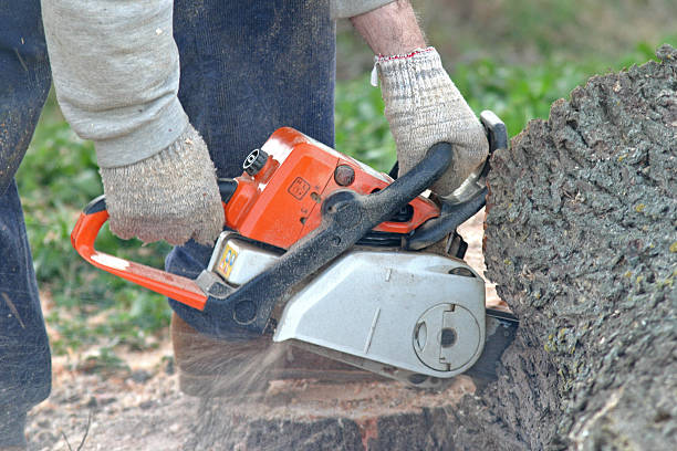 How Our Tree Care Process Works  in  Urania, LA