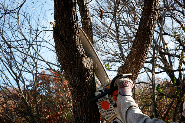 Reliable Urania, LA Tree Care Solutions